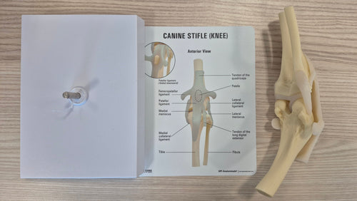 Canine Stifle Model