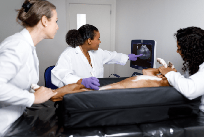 Basic Ultrasound 2 Day Course - Mississauga, ON