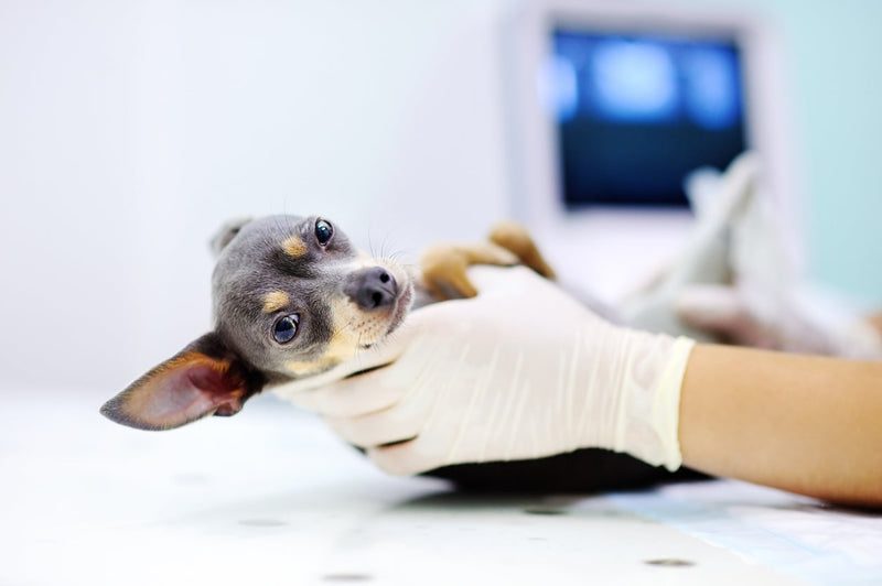 Basic Ultrasound Course (Hybrid) - Vancouver, BC