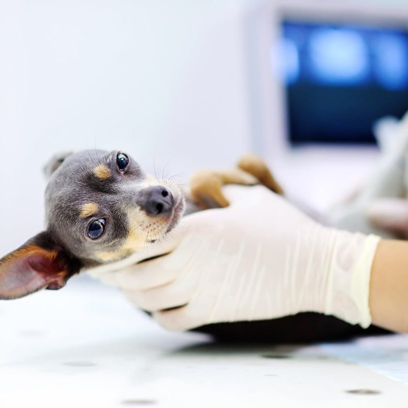 Introduction to Ultrasound for Veterinary Technicians - Dartmouth, NS