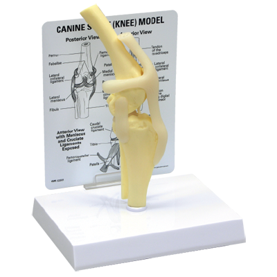 Canine Stifle Model
